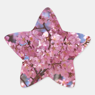 Sakura Pink Cherry Blossom Sky Star Sticker