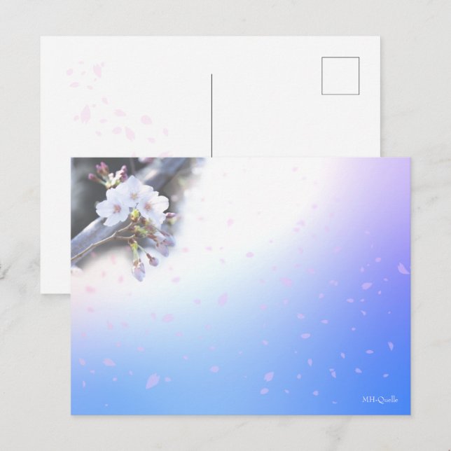 Sakura Season Postcard (Front/Back)