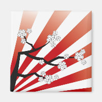 Sakura Sunrise White Cherry Blossoms Flowers Zen