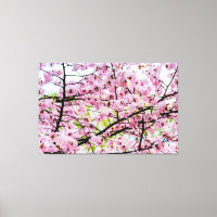 Sakura Tree In Full Pink Bloom In Springtime