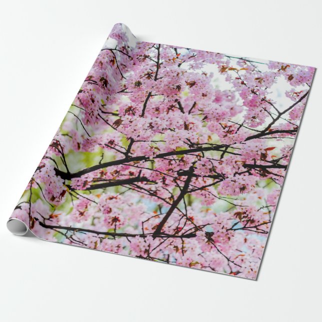 Sakura Tree In Full Pink Bloom In Springtime Wrapping Paper (Unrolled)