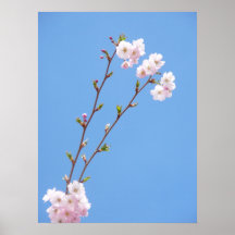 Sakura twig with a blue sky