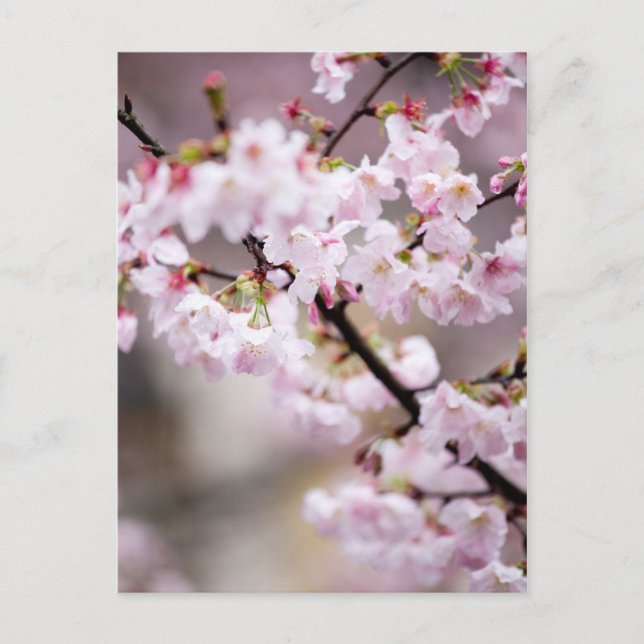 Sakura XXXIV Postcard (Front)