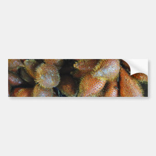 Salak [Snake Fruit] Bumper Sticker