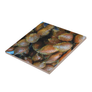 Salak [Snake Fruit] Tile