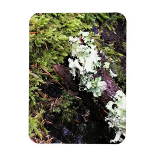 Salamander Hiding Under Log, Washington Magnet