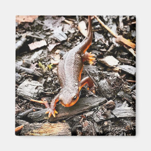 Salamander in the Forest, Oregon Magnet