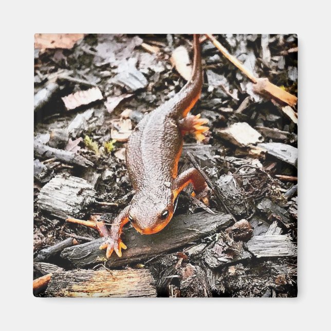 Salamander in the Forest, Oregon Magnet (Front)