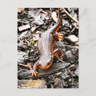 Salamander in the Forest Postcard