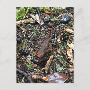 Salamander in the Forest, Washington Postcard