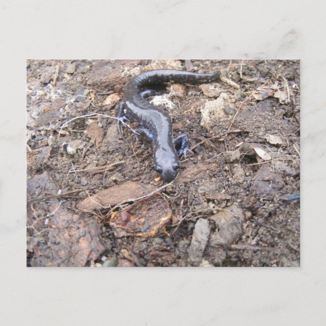 Salamander Post Card (Front)