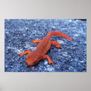 Salamander Poster