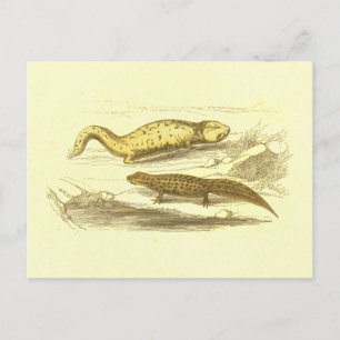 Salamander & Water Eft Vintage Lithograph Postcard