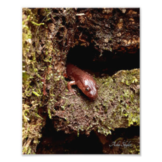 Salamander's Hole Photo Print