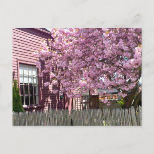 Salem Pink Blossoms Postcard