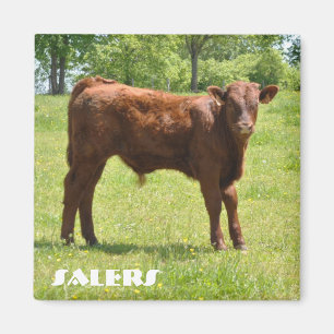 Salers calf magnet