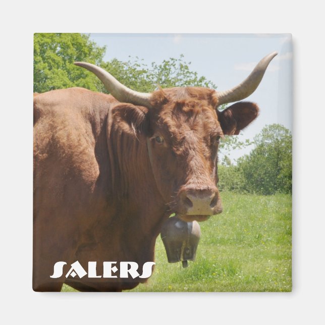 Salers cow magnet (Front)