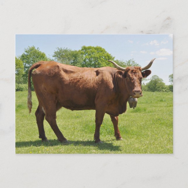 Salers cow postcard (Front)