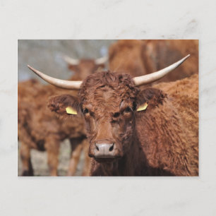 Salers cow postcard