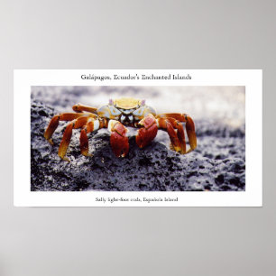 Sally light-foot crab, awaiting high tide poster