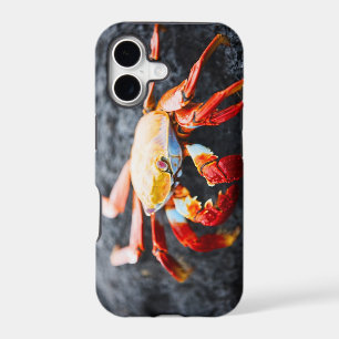 Sally lightfoot crab on a black lava rock
