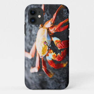 Sally lightfoot crab on a black lava rock iPhone 11 case