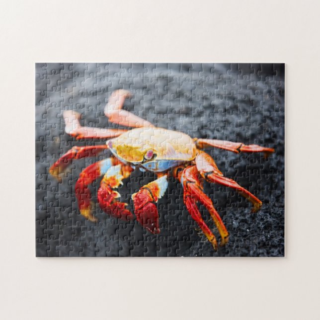Sally lightfoot crab on a black lava rock jigsaw puzzle (Horizontal)