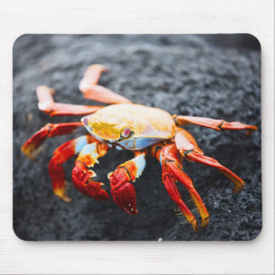 Sally lightfoot crab on a black lava rock mouse mat