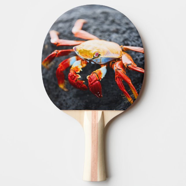 Sally lightfoot crab on a black lava rock ping pong paddle (Front)
