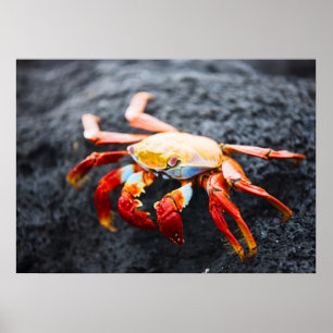 Sally lightfoot crab on a black lava rock poster