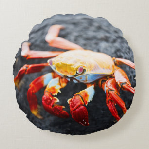 Sally lightfoot crab on a black lava rock round cushion