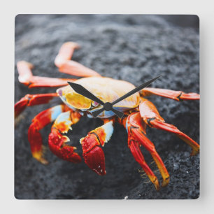 Sally lightfoot crab on a black lava rock square wall clock