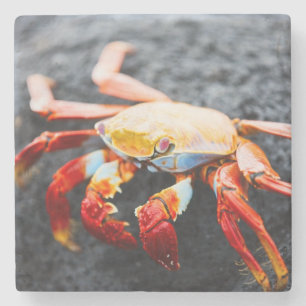 Sally lightfoot crab on a black lava rock stone coaster
