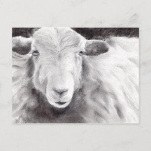 Sally the Sheep (a363) Postcard