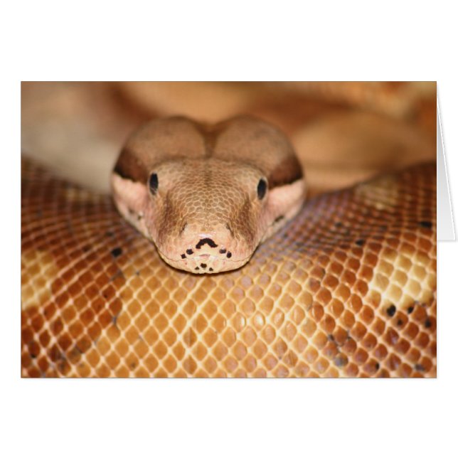 Salmon Boa Card (Front Horizontal)