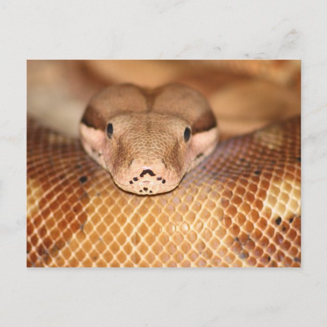 Salmon Boa Postcard (Front)