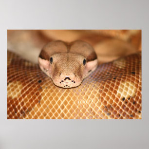 Salmon Boa  Poster