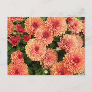 Salmon Coloured Mums Postcard