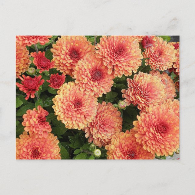 Salmon Coloured Mums Postcard (Front)