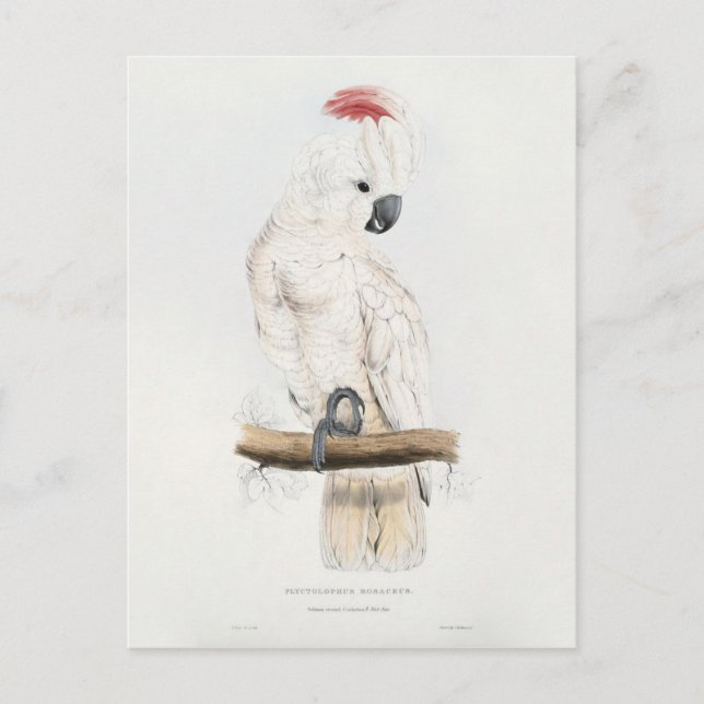 Salmon-crested Cockatoo Postcard (Front)