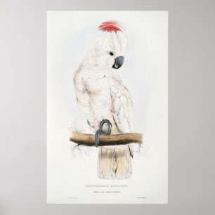 Salmon-crested Cockatoo Poster