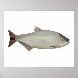 Salmón de rio poster