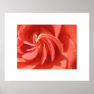 Salmon Enchanted Evening Rose Swirl Poster Print