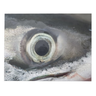 Salmon Eye Notepad