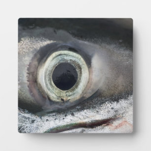 Salmon Eye Plaque