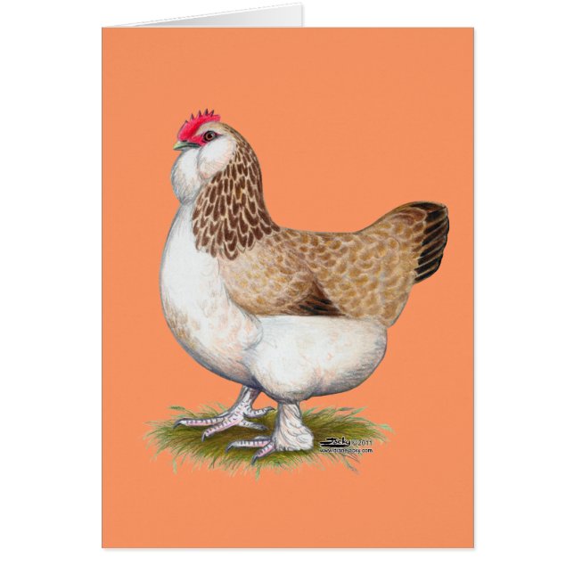 Salmon Faverolle Hen (Front)