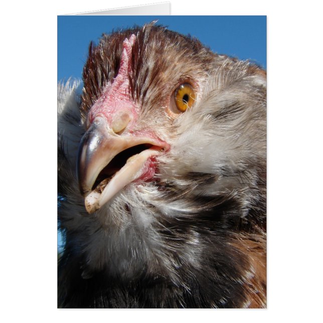 Salmon Faverolle Pullet (Front)