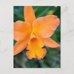 Salmon Orchid Postcard