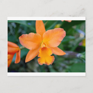 Salmon Orchid Postcard