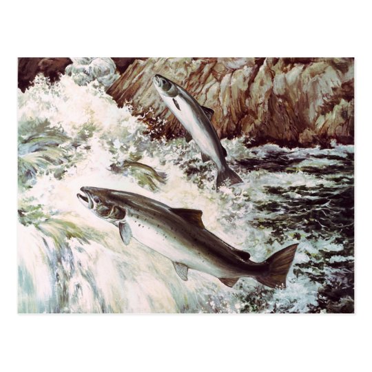 salmon run postcard Zazzle.co.uk